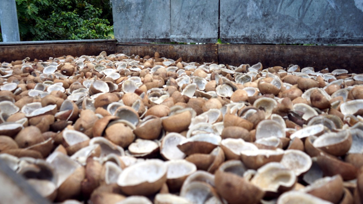 Copra farmer saves for daughter’s education